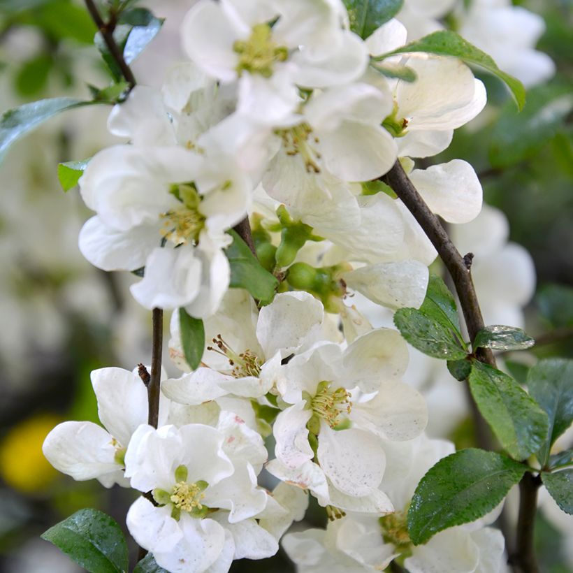 Chaenomeles speciosa Nivalis - Fior di Pesco (Fioritura)