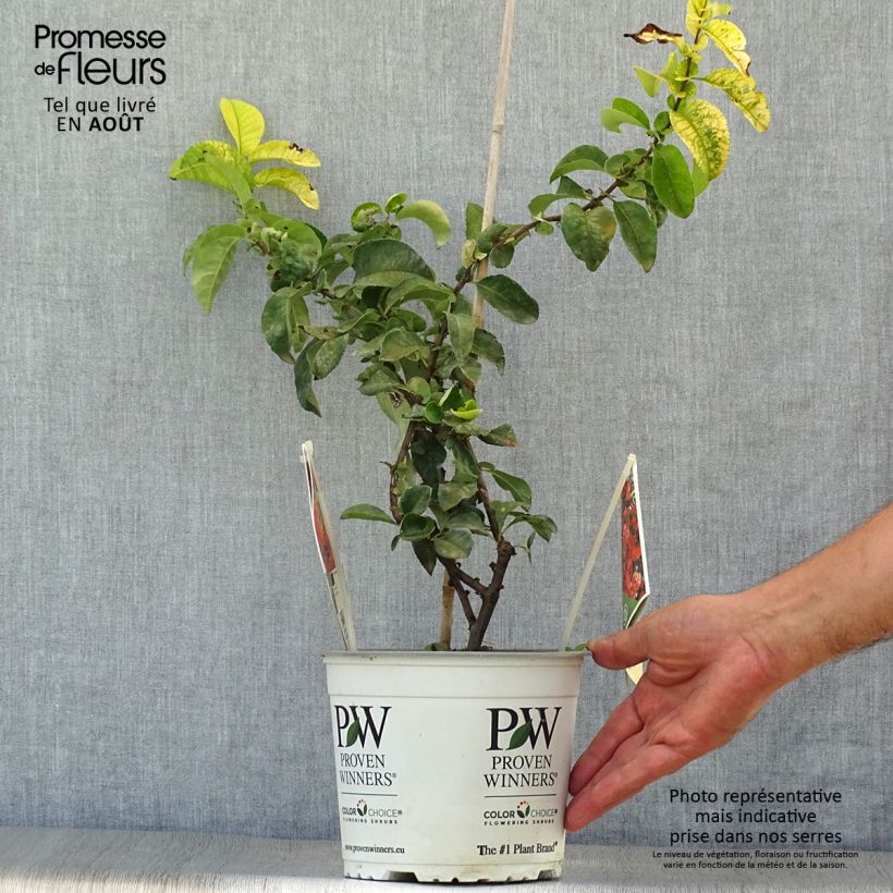 Esemplare di Chaenomeles speciosa Orange Storm - Fior di Pesco Vaso da 2L/3L consegnato in estate