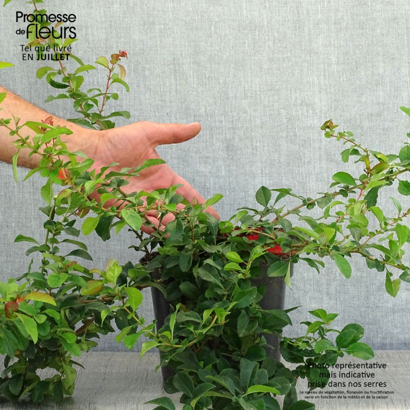 Esemplare di Chaenomeles japonica Sargentii - Fior di Pesco Vaso da 3L/4L consegnato in estate