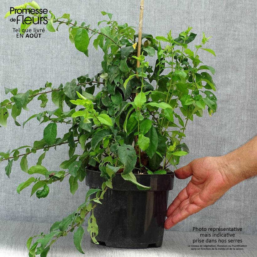 Esemplare di Chaenomeles speciosa Yukigoten - Fior di Pesco Vaso da 3L/4L consegnato in estate