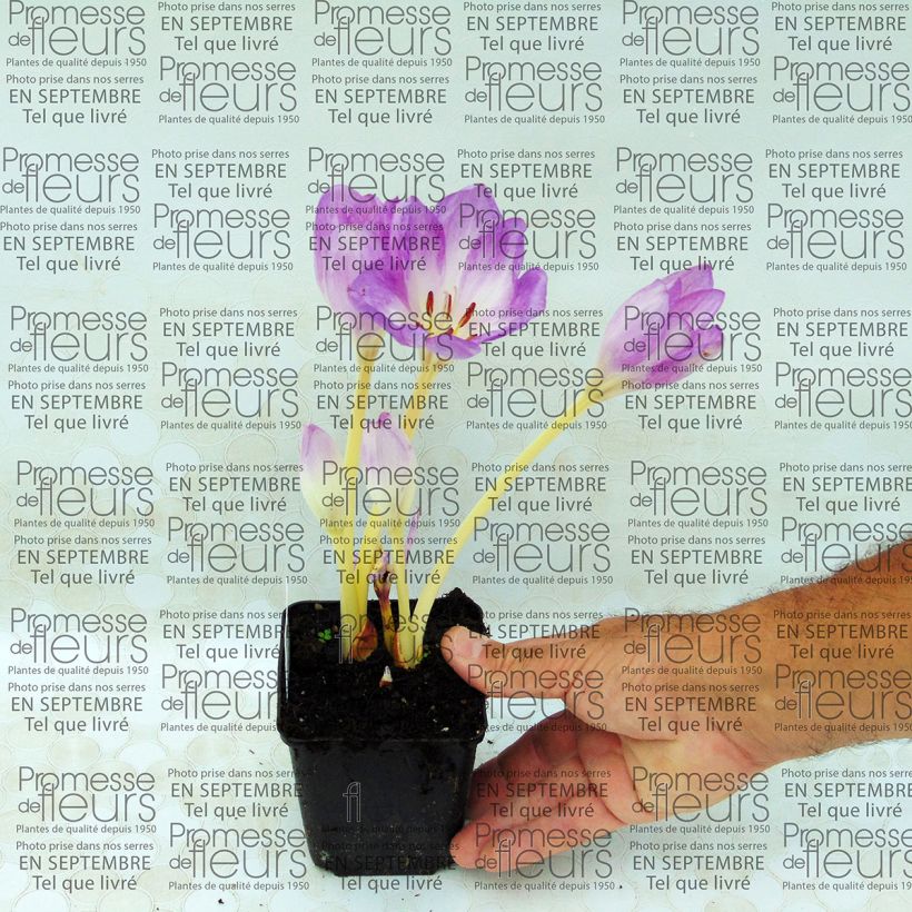 Esempio di esemplare Colchicum autumnale Major - Colchico d'autunno Vasetto da 8/9 cm come consegnato