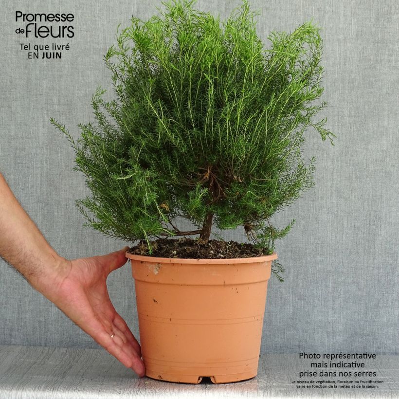 Esemplare di Coleonema pulchrum Vaso da 4L/5L consegnato in estate