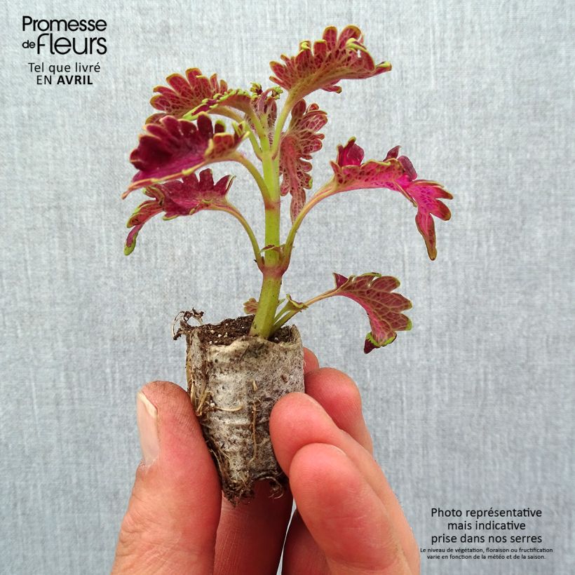 Coleo Copinto Planter's Punch mini zolla... esemplare consegnato in primavera