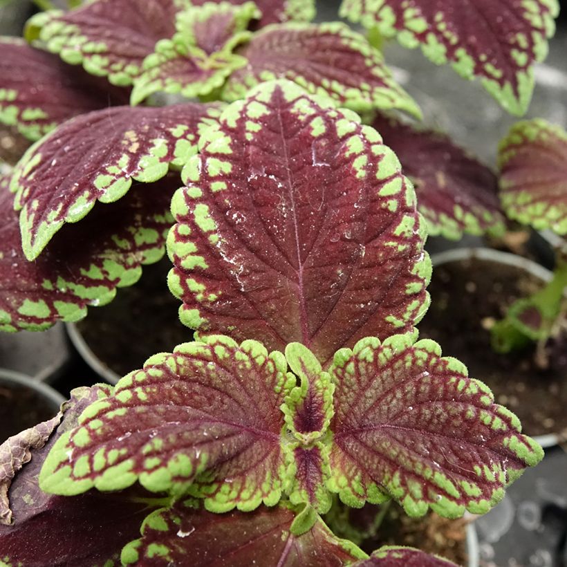 Coleus MS Abbey Road (Fogliame)