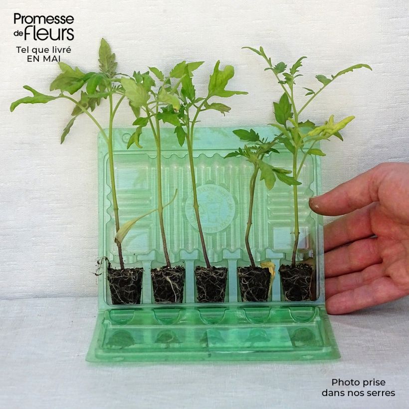 Collezione di 5 Pomodoro indispensabile in piantine esemplare consegnato in primavera