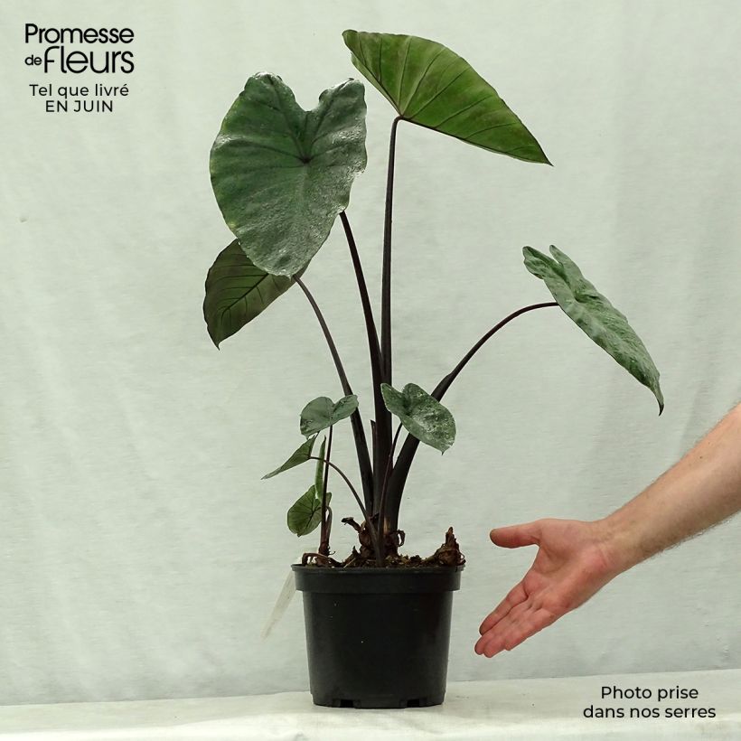 Esemplare di Colocasia Black Stem - Taro Vaso da 3L/4L consegnato in estate