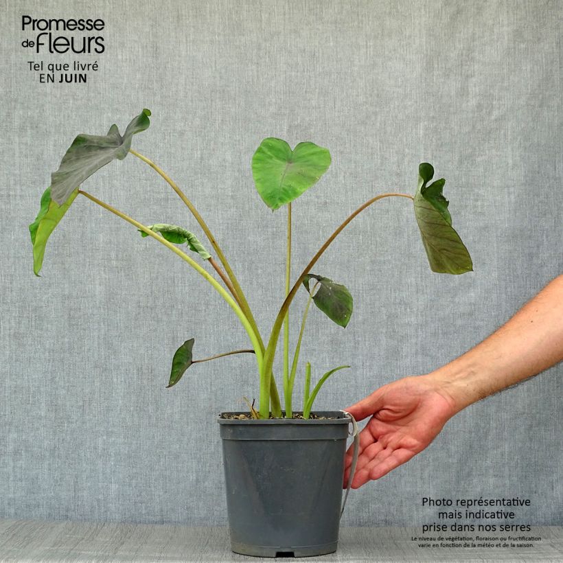 Esemplare di Colocasia Black magic - Taro Vaso da 4L/5L consegnato in estate