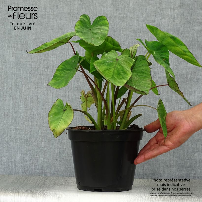 Esemplare di Colocasia Blue hawaii - Taro Vaso da 4L/5L consegnato in estate
