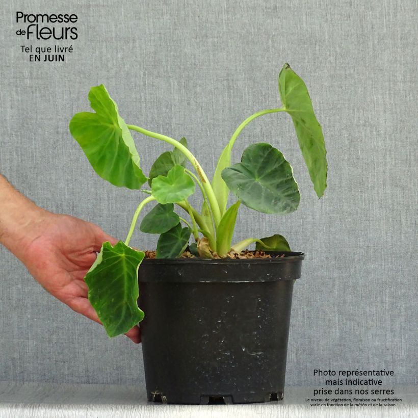 Esemplare di Colocasia Jack's Giant - Taro Vaso da 3L/4L consegnato in estate