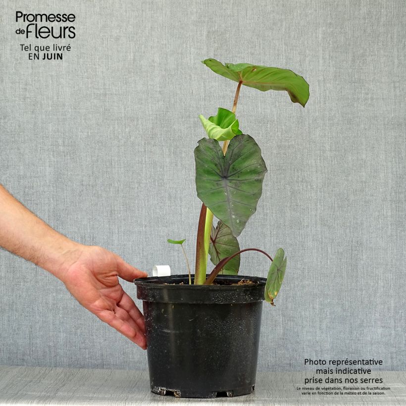 Esemplare di Colocasia Madeira - Taro Vaso da 3L/4L consegnato in estate