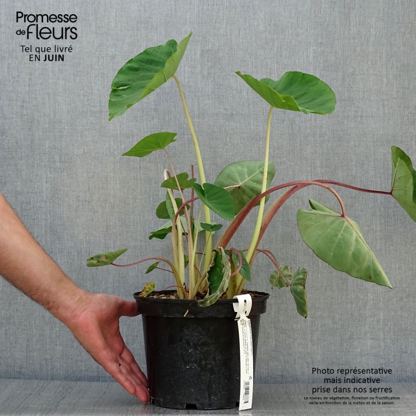 Esemplare di Colocasia Pink China - Taro Vaso da 3L/4L consegnato in estate