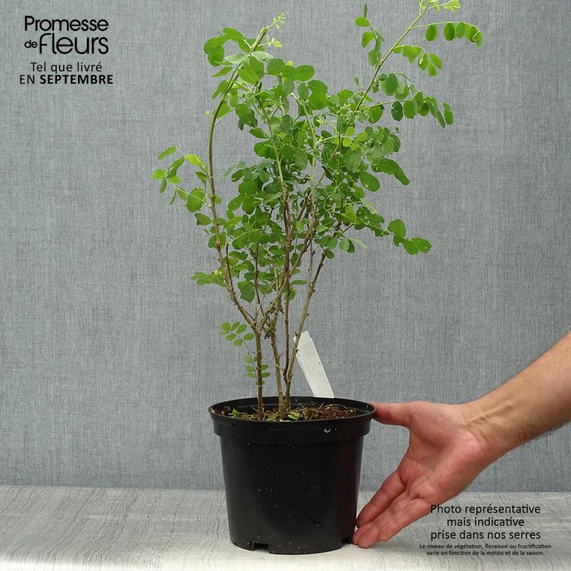 Esemplare di Colutea arborescens - Vesicaria Vaso da 2L/3L come consegnato in autunno
