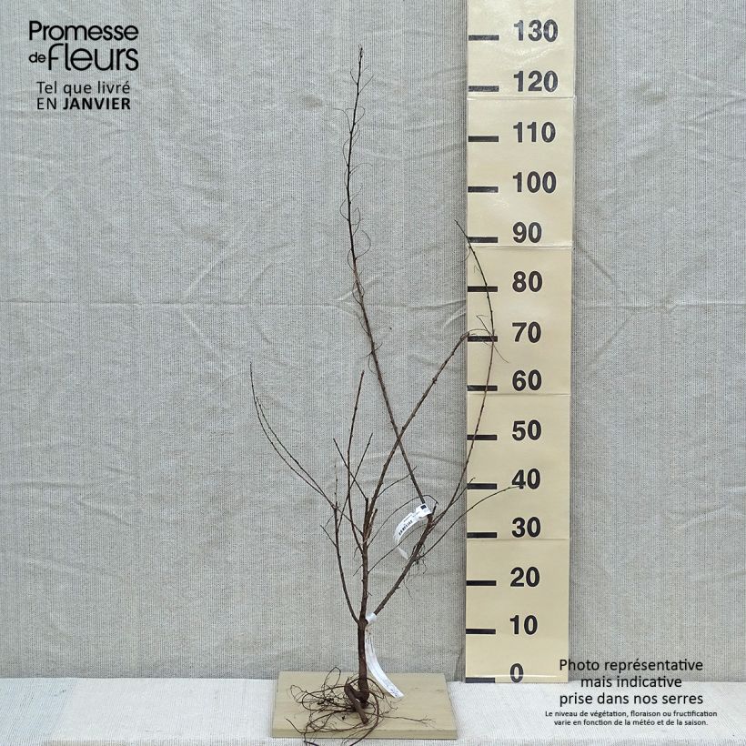 Colutea arborescens - Vesicaria Piante piccole a radice nuda esemplare consegnato in inverno