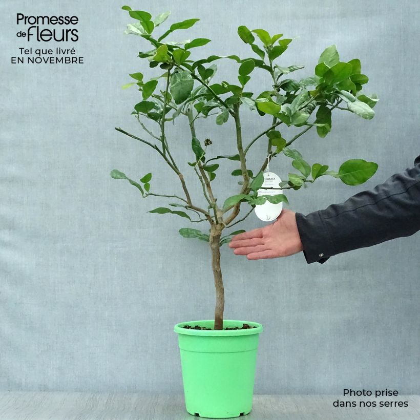 Esemplare di Citrus hystrix - Combava Vaso da 2L/3L, A cespuglio come consegnato in autunno