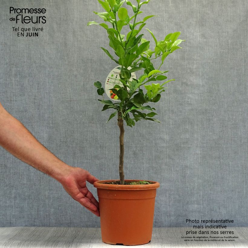 Esemplare di Citrus hystrix - Combava Vaso da 4L/5L consegnato in estate