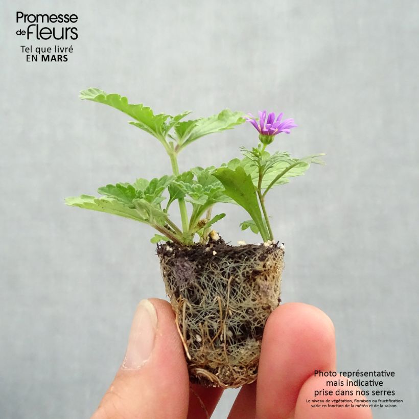 Composizione Piante annuali Purple Rain - Composizione di 3 piante annuali mini zolla... esemplare consegnato in primavera
