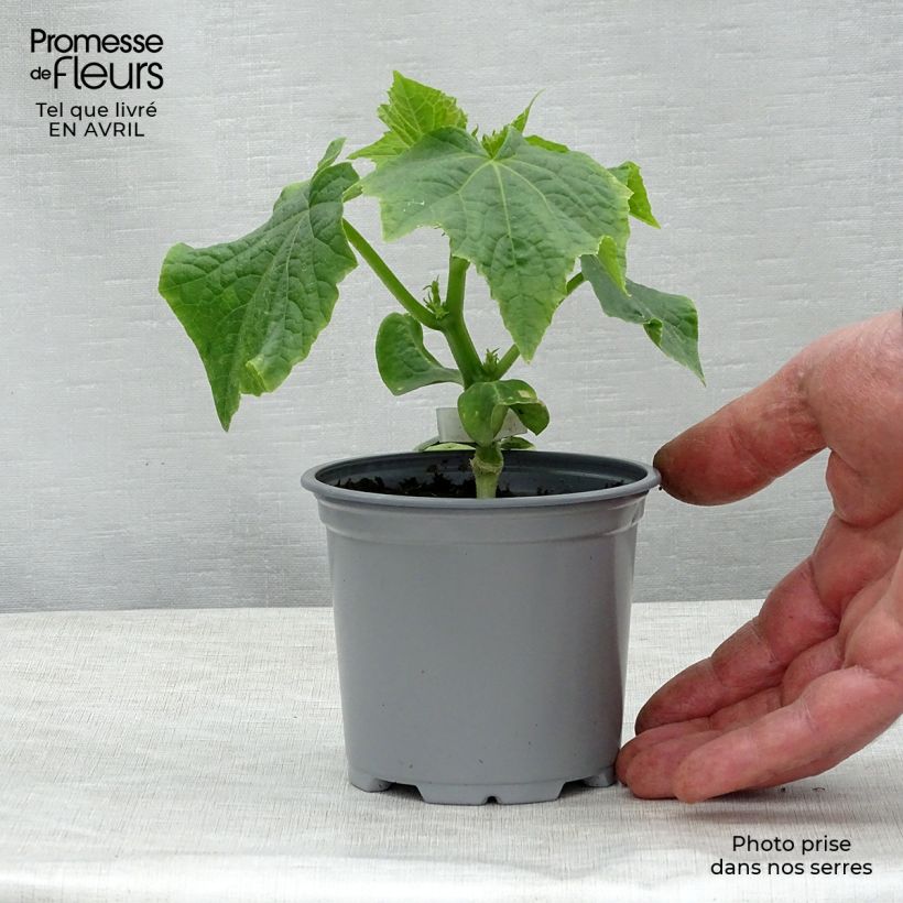 Cetriolo Crokdelis F1 (piante innestate) Vaso da Ø 10 cm/11 cm esemplare consegnato in primavera