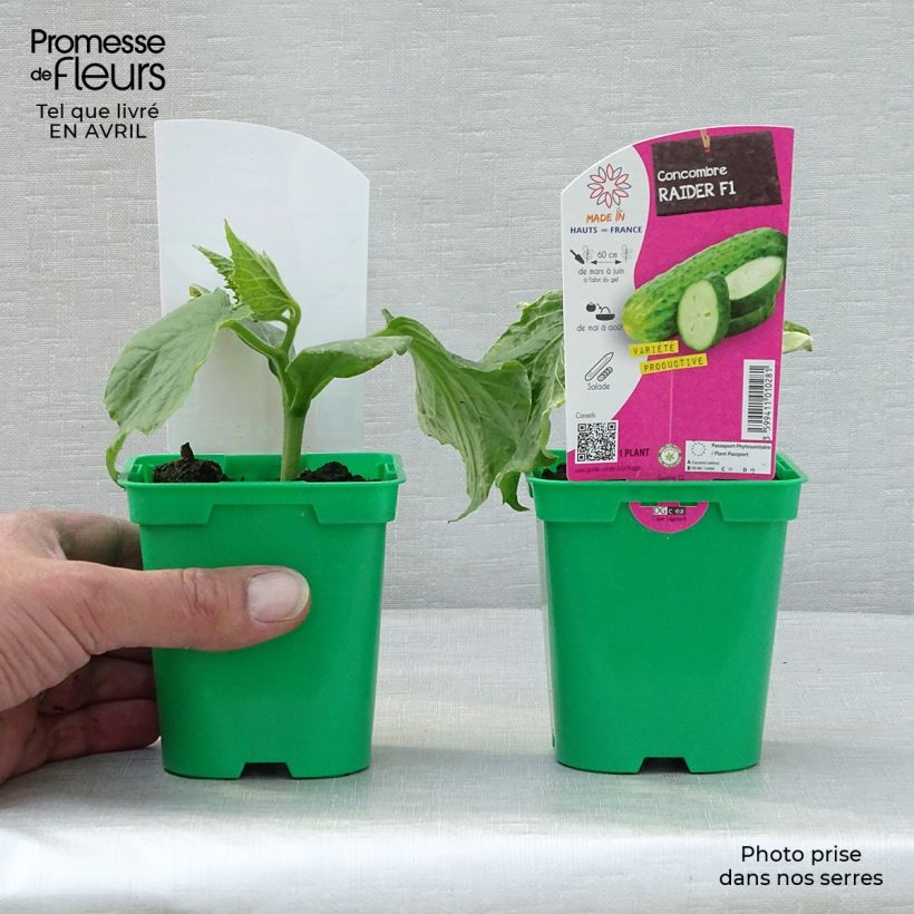 Cetriolo Raider F1 Vaso da Ø 10 cm/11 cm esemplare consegnato in primavera