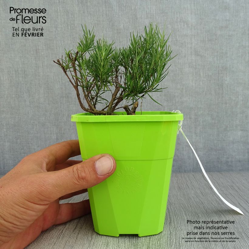 Esemplare di Conradina Little Rosie - Faux romarin Pot de 1L/1,5L come consegnato in autunno