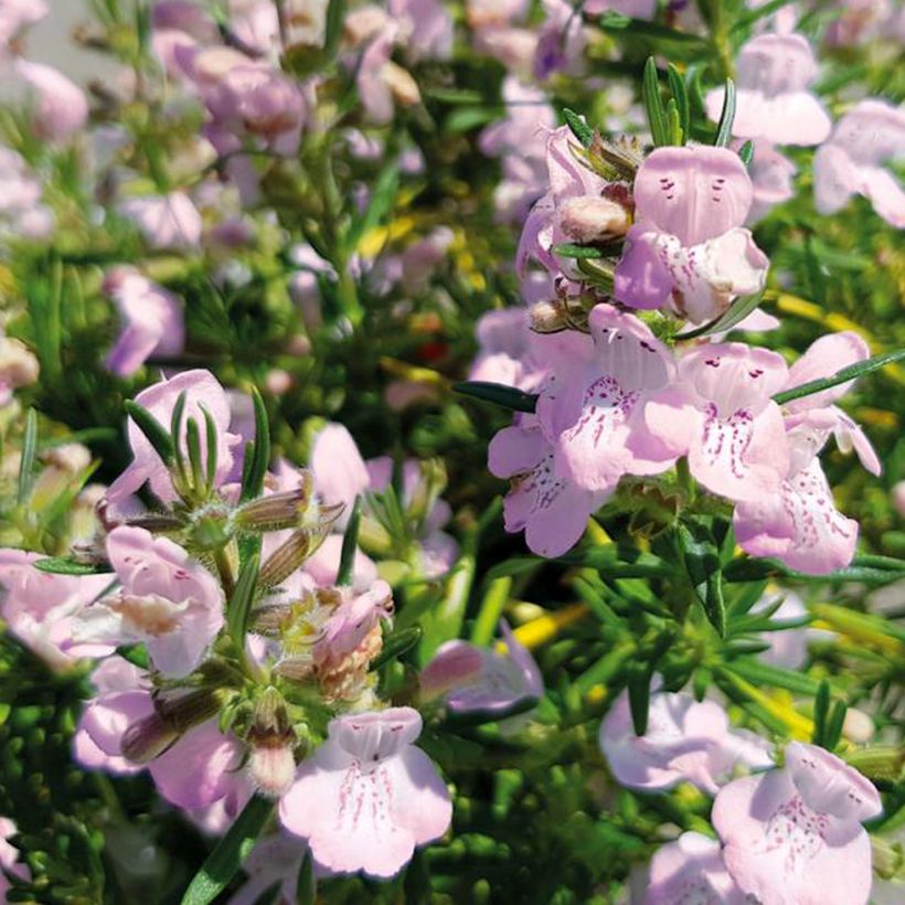Conradina Little Rosie (Fioritura)
