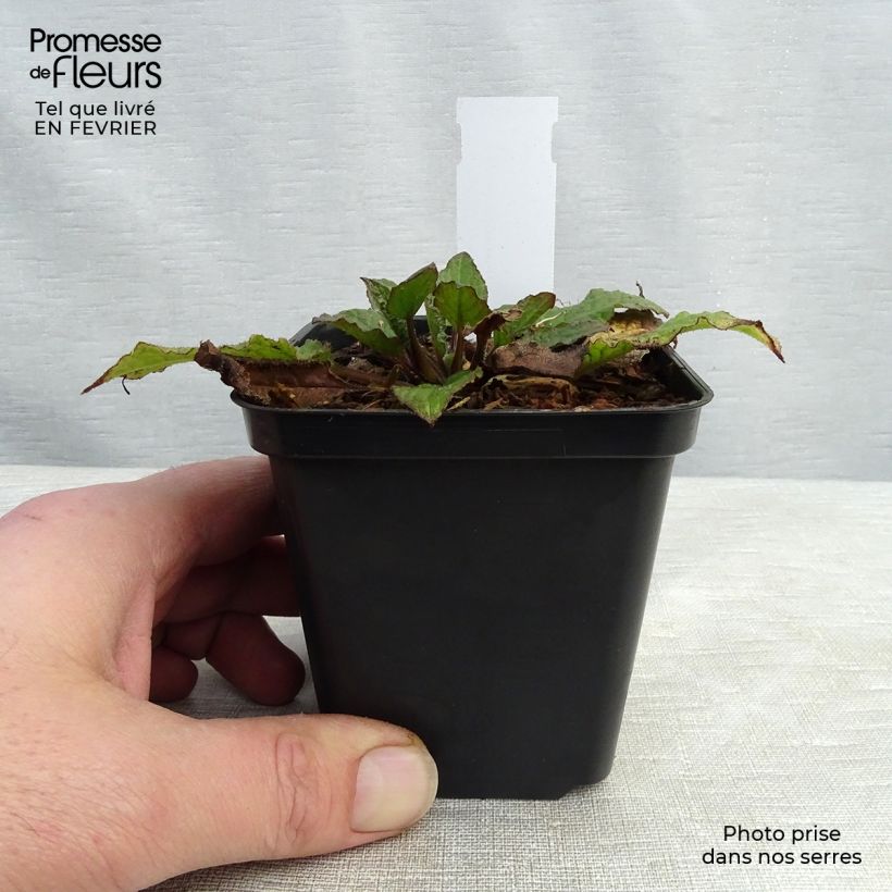 Symphytum azureum - Consolida blu Vasetto da 8/9 cm esemplare consegnato in inverno