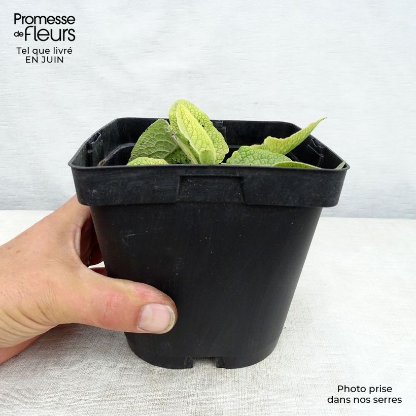 Esemplare di Symphytum azureum - Consolida blu Vaso da 2L/3L consegnato in estate