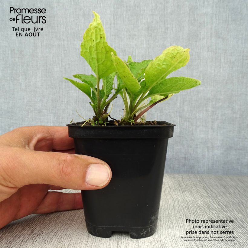 Esemplare di Symphytum grandiflorum - Consolida a grandi fiori Vasetto da 8/9 cm consegnato in estate
