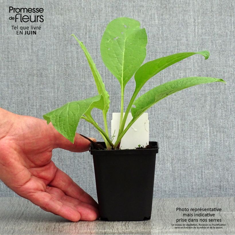 Esemplare di Symphytum officinale (piante) - Consolida maggiore Vasetto da 8/9 cm consegnato in estate