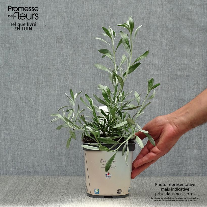Esemplare di Convolvulus cneorum - Convolvolo bianco Vaso da 2L/3L consegnato in estate