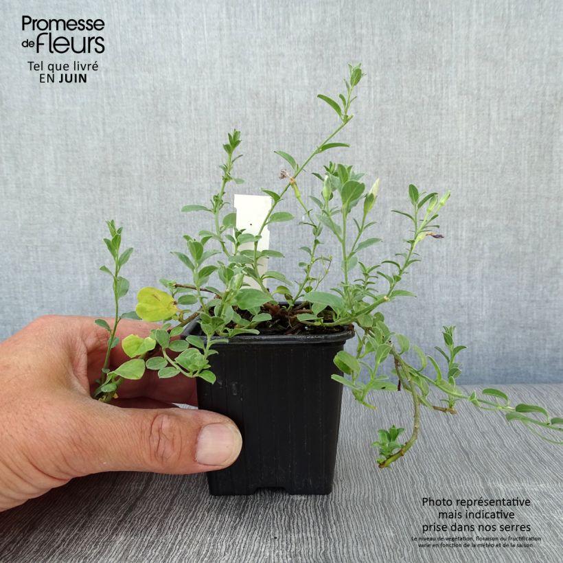 Esemplare di Convolvulus sabatius - Convolvolo Vasetto da 8/9 cm consegnato in estate