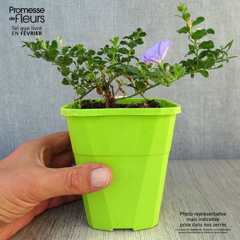 Esemplare di Convolvulus sabatius Maroccan Beauty - Convolvolo Vaso da 1L/1,5L come consegnato in autunno