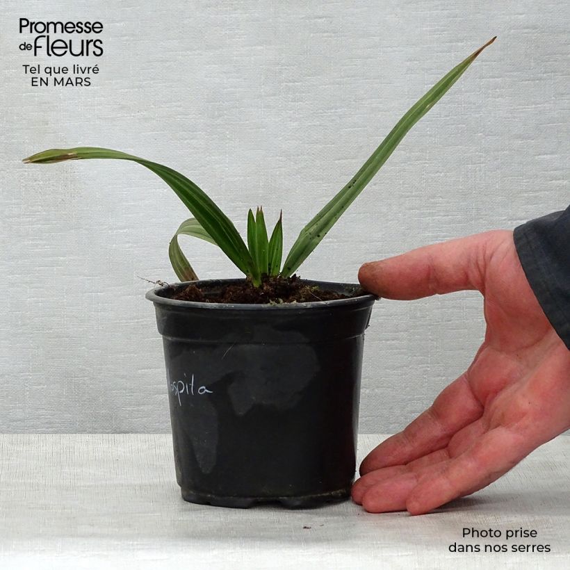 Copernicia hospita - Palma da cera Vaso da Ø 12 cm / 13 cmAltezza consegnata circa 20/30cm esemplare consegnato in primavera