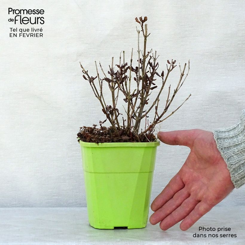 Coprosma Pacific Night - Pianta specchio Vaso da 1L/1,5L esemplare consegnato in inverno