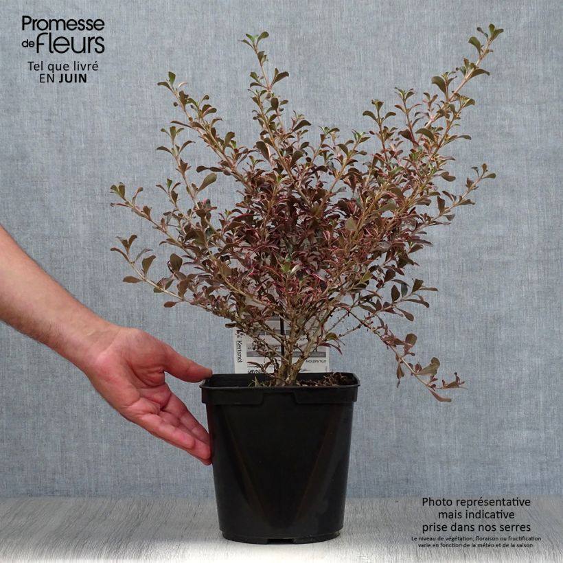 Esemplare di Coprosma repens Fire Burst - Pianta specchio Vaso da 3L/4L consegnato in estate
