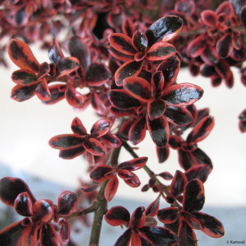 Coprosma repens Fire Burst - Pianta specchio (Fogliame)