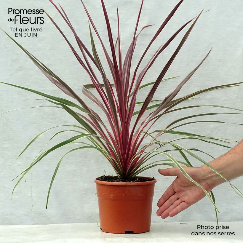 Esemplare di Cordyline banksii Can Can - Cordiline Vaso da 2L/3L consegnato in estate
