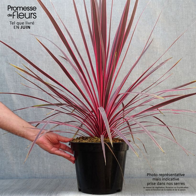 Esemplare di Cordyline australis Charlie boy - Cordiline Vaso da 4L/5L consegnato in estate