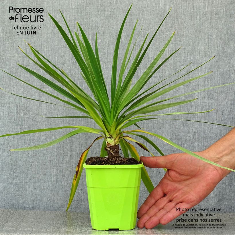 Esemplare di Cordyline australis Ti Tawhiti - Cordiline Vaso da 1L/1,5L consegnato in estate