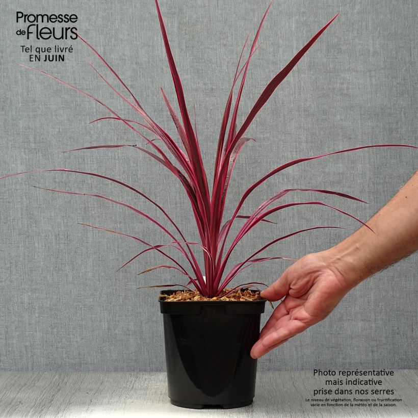 Esemplare di Cordyline australis Cherry Sensation - Cordiline Vaso da 2L/3L consegnato in estate