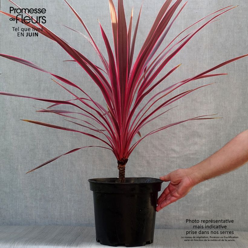 Esemplare di Cordyline australis Cherry Sensation - Cordiline Vaso da 6L/7L consegnato in estate