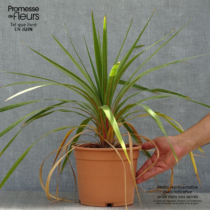 Esemplare di Cordyline australis Peko - Cordiline Vaso da 3L/4L consegnato in estate