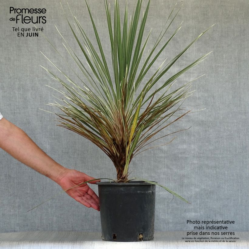 Esemplare di Cordyline australis Pink Champagne - Cordiline Vaso da 7,5L/10L consegnato in estate
