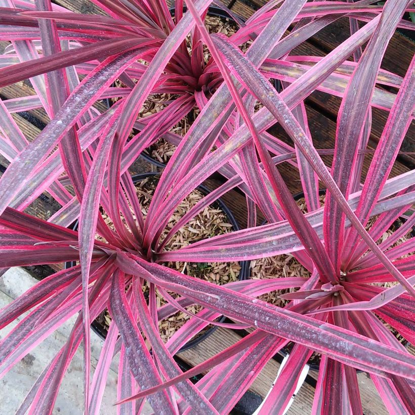 Cordyline australis Pink passion - Cordiline (Fioritura)