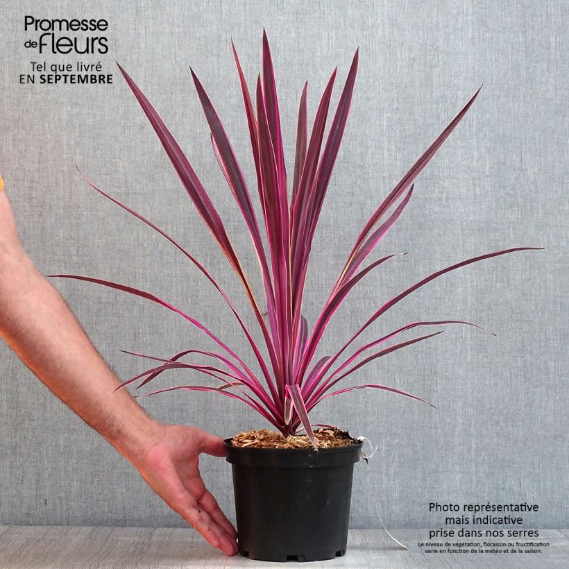 Esemplare di Cordyline australis Pink passion - Cordiline Vaso da 2L/3L consegnato in estate