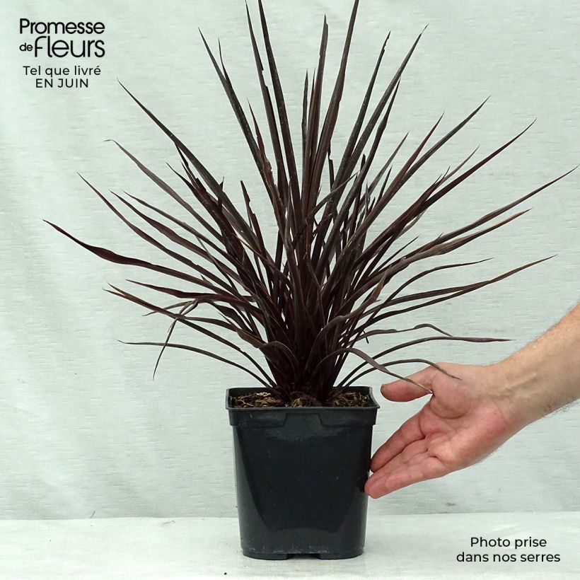 Esemplare di Cordyline australis Red Star - Cordiline Vaso da 2L/3L consegnato in estate