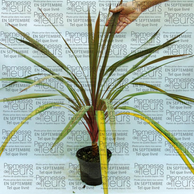 Esempio di esemplare Cordyline australis Sundance - Cordiline Vaso da 2L/3L come consegnato