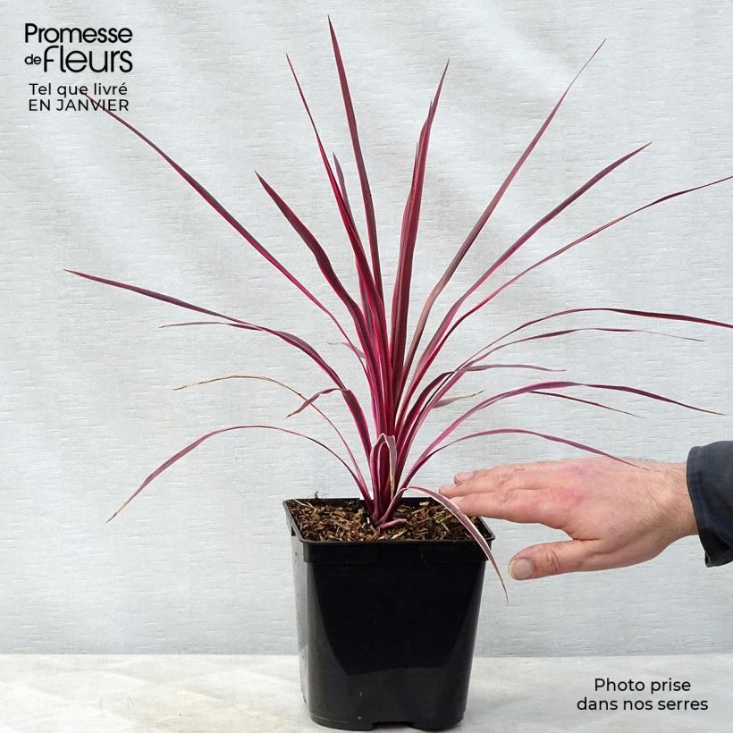 Cordyline australis Sunrise - Cordiline Vaso da 3L/4L esemplare consegnato in inverno