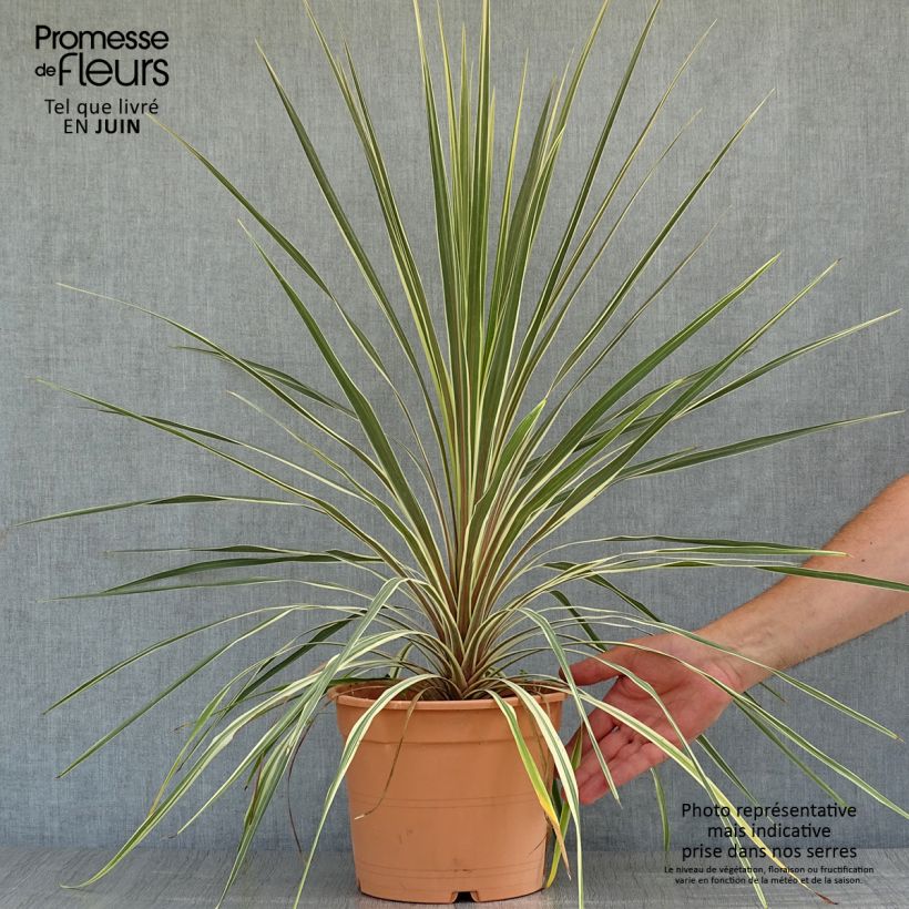 Esemplare di Cordyline australis Torbay Dazzler - Cordiline Vaso da 4L/5L consegnato in estate