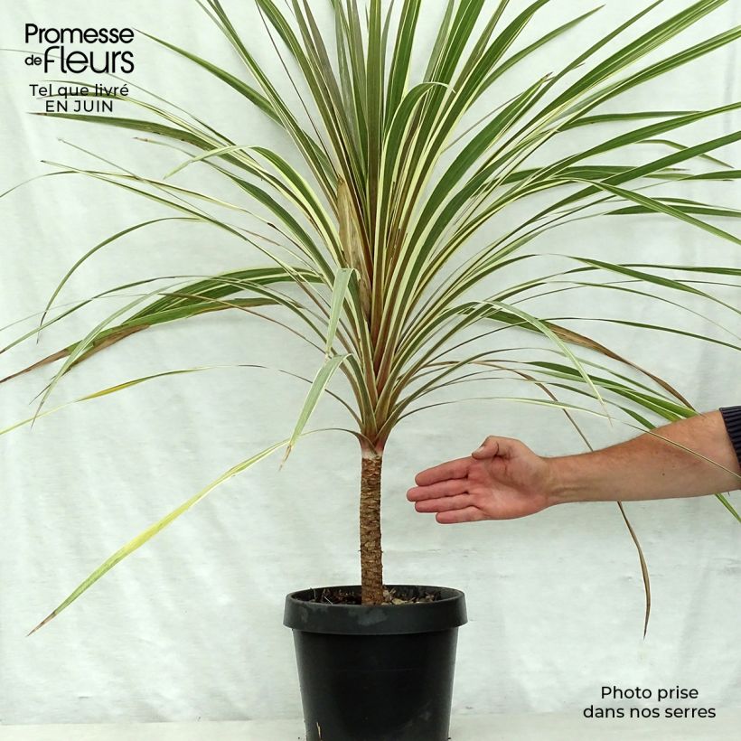 Esemplare di Cordyline australis Torbay Dazzler - Cordiline Vaso da 4L/5L consegnato in estate