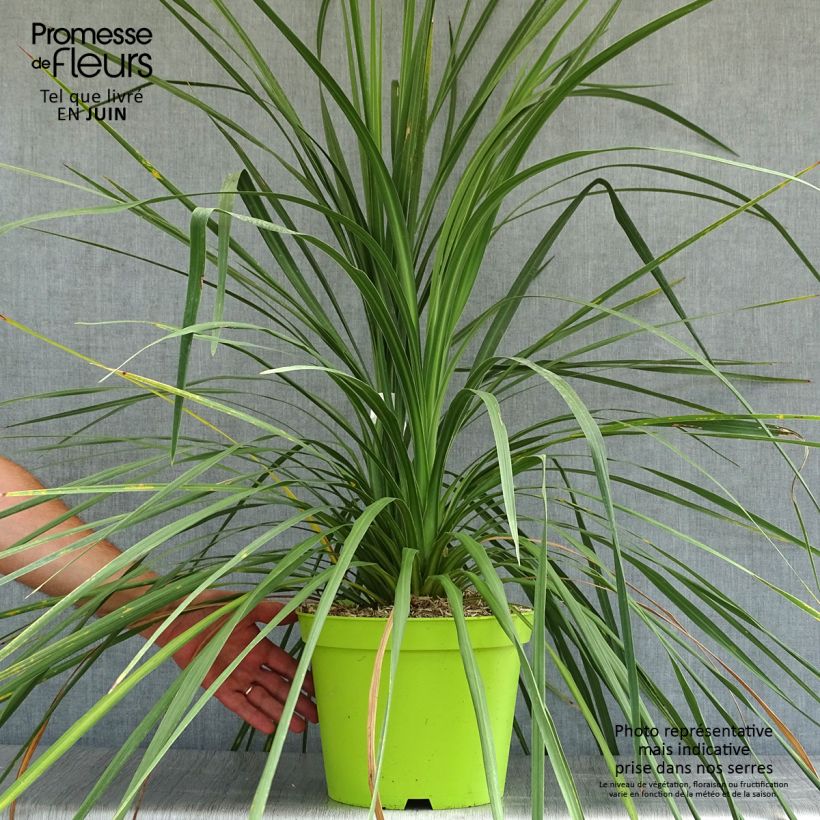 Esemplare di Cordyline australis - Cordiline Vaso da 7,5L/10L consegnato in estate
